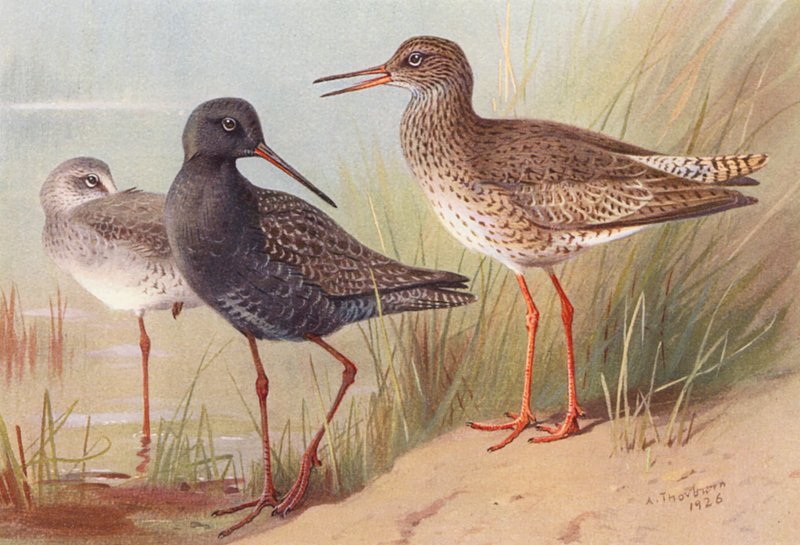 Pato-de-bico-vermelho (verão e outono), Pato-de-bico-vermelho (litografia a cores) de Archibald Thorburn