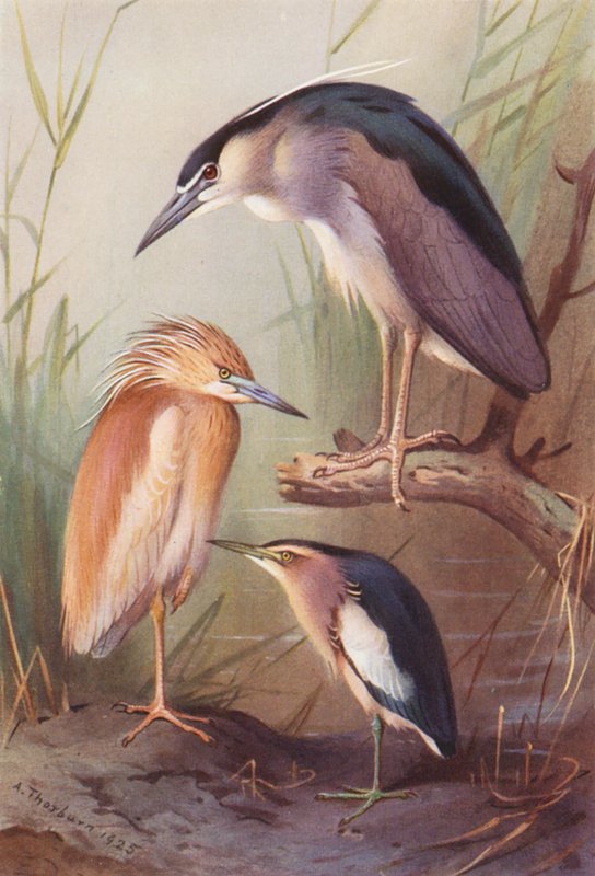 Garça-vermelha, Garça-real, Garça-branca-pequena (litografia a cores) de Archibald Thorburn
