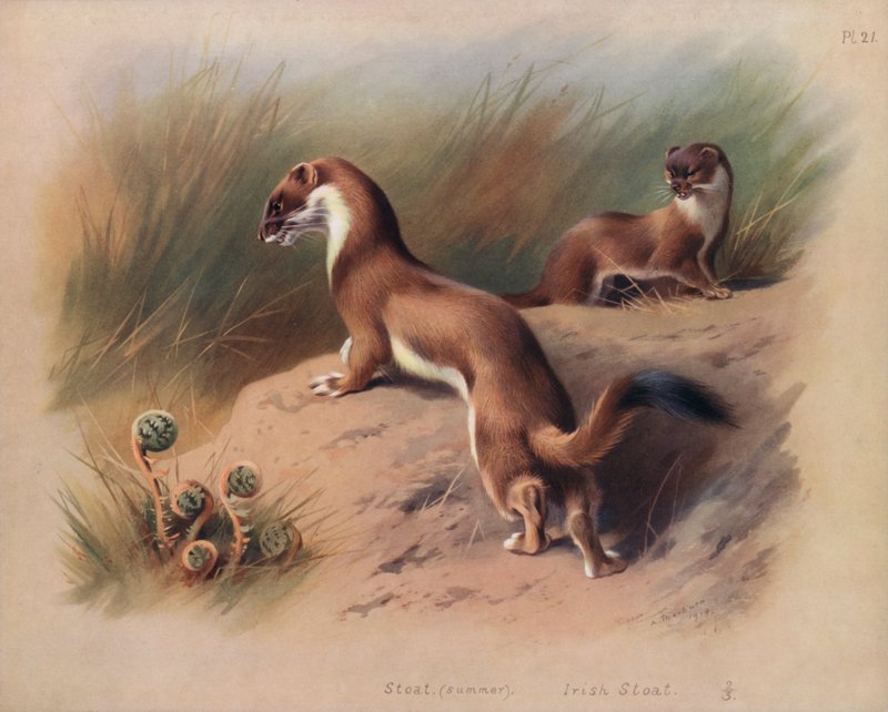 Stoat (verão), Stoat irlandês (cor litho) de Archibald Thorburn