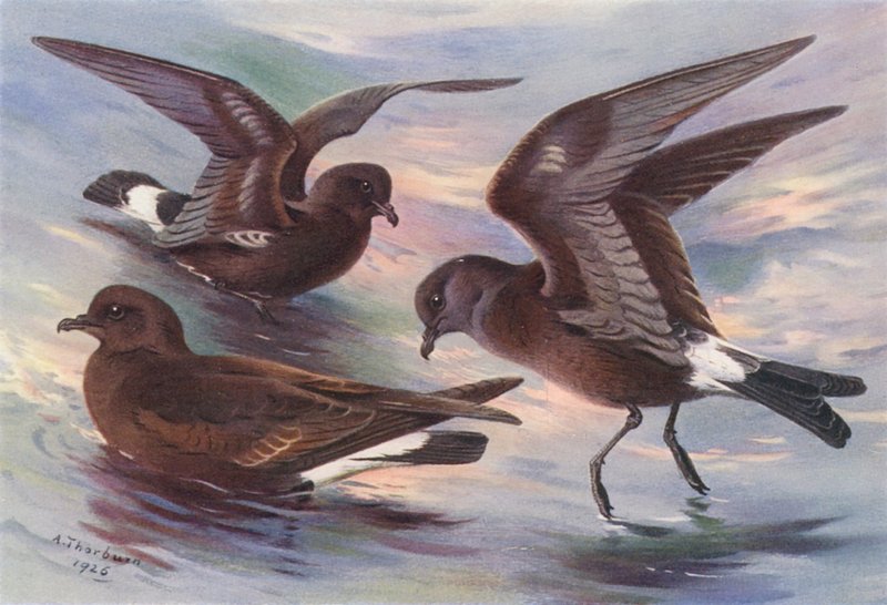 Alma-de-mestre, Alma-de-mestre-da-rocha, Alma-de-mestre-de-wilson (litografia a cores) de Archibald Thorburn