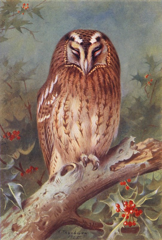 Coruja-das-torres (litografia a cores) de Archibald Thorburn