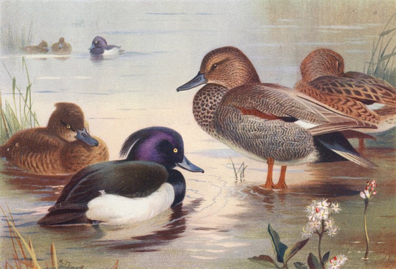 Pato-rabilongo (macho e fêmea), Gadwall (macho e fêmea) (litografia a cores) de Archibald Thorburn