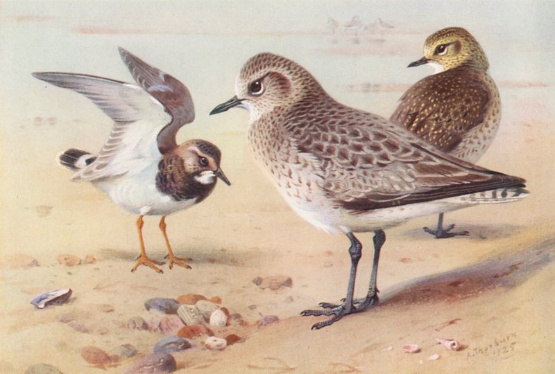 Turnstone (inverno), Tarambola cinzenta (inverno), Tarambola dourada (inverno) (litografia a cores) de Archibald Thorburn