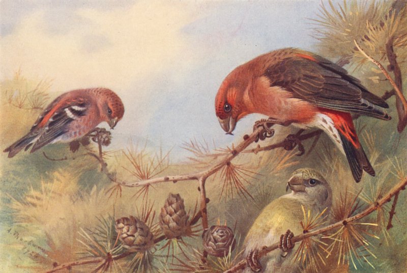 Bico-de-papagaio-de-duas-barras, bico-de-papagaio (macho e fêmea) (litografia a cores) de Archibald Thorburn