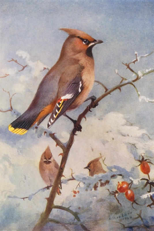 Asa de cera (litografia a cores) de Archibald Thorburn