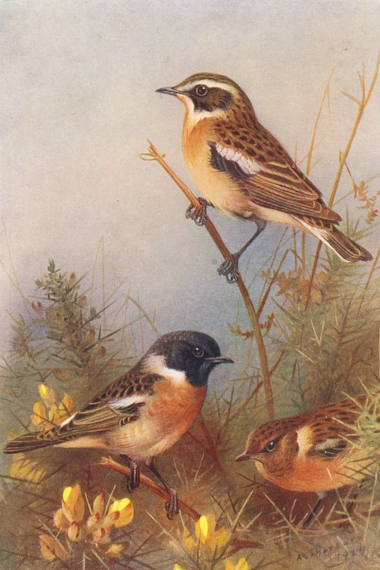 Bico-de-papagaio, bico-de-papagaio (macho e fêmea) (litografia a cores) de Archibald Thorburn