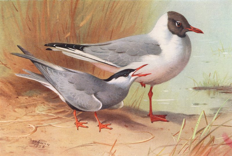 Garajau-real, gaivota-de-cabeça-preta (verão) (litografia a cores) de Archibald Thorburn