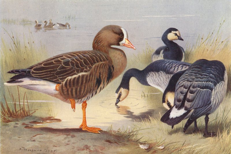 Ganso-de-fronteira-branca, ganso-da-índia (litografia a cores) de Archibald Thorburn