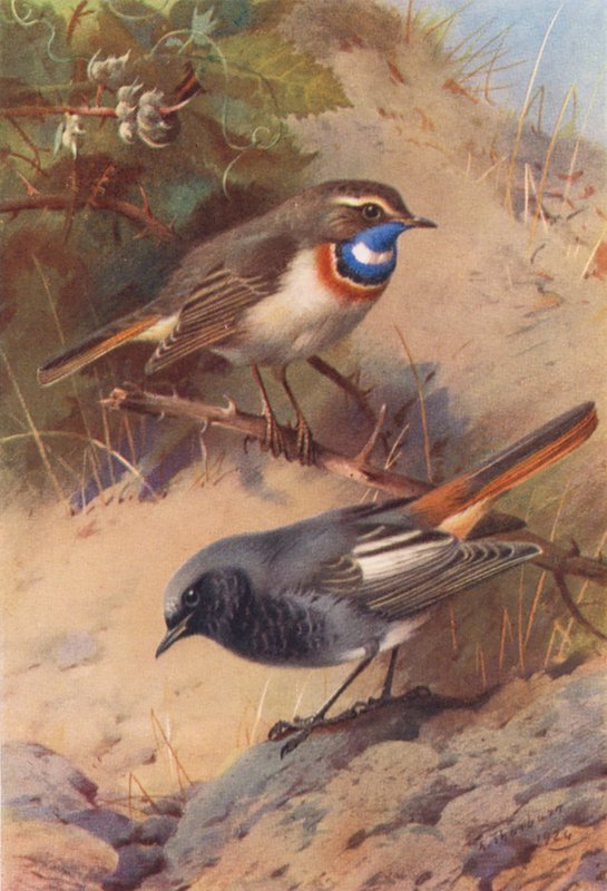 Pisco-de-peito-azul, rabirruivo-preto (litografia a cores) de Archibald Thorburn