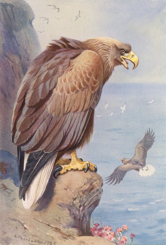 Águia de cauda branca (litografia a cores) de Archibald Thorburn