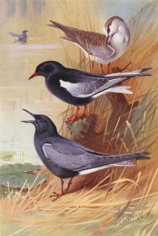Garajau-preto-de-asa-branca (adulto e jovem), Garajau-preto (litografia a cores) de Archibald Thorburn