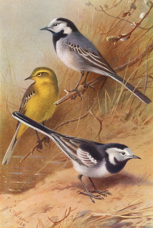 Alvéola branca, alvéola amarela, alvéola torta (litografia a cores) de Archibald Thorburn