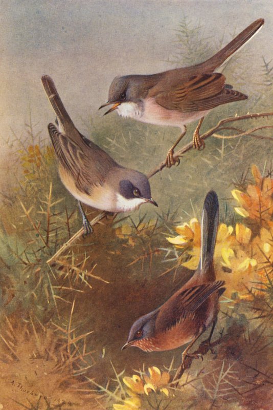 Toutinegra-de-barrete, toutinegra-pequena, toutinegra-de-dartford (litografia a cores) de Archibald Thorburn