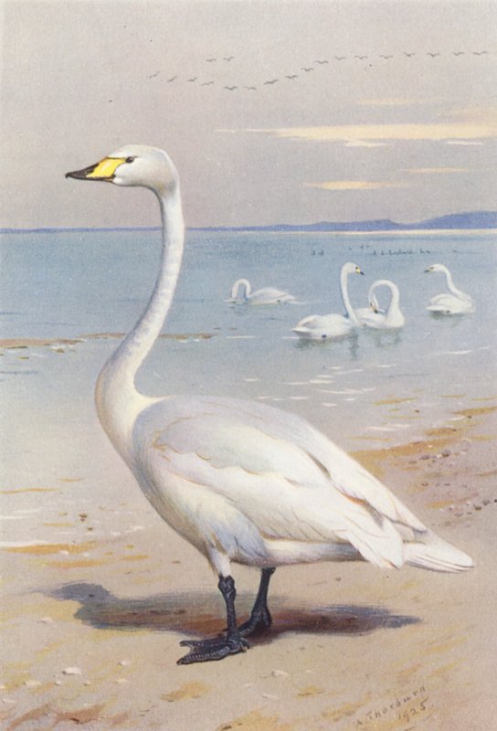 Cisne-bravo (litografia a cores) de Archibald Thorburn