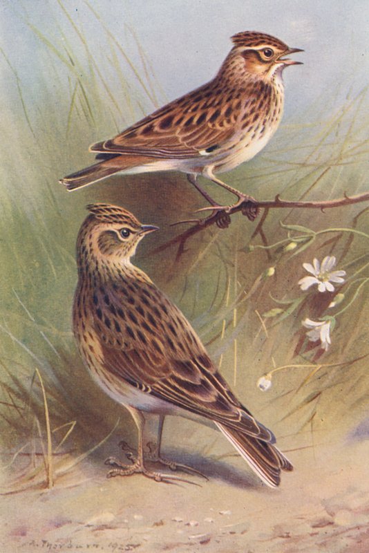 Cotovia-da-Madeira, Cotovia-do-Céu (litografia a cores) de Archibald Thorburn