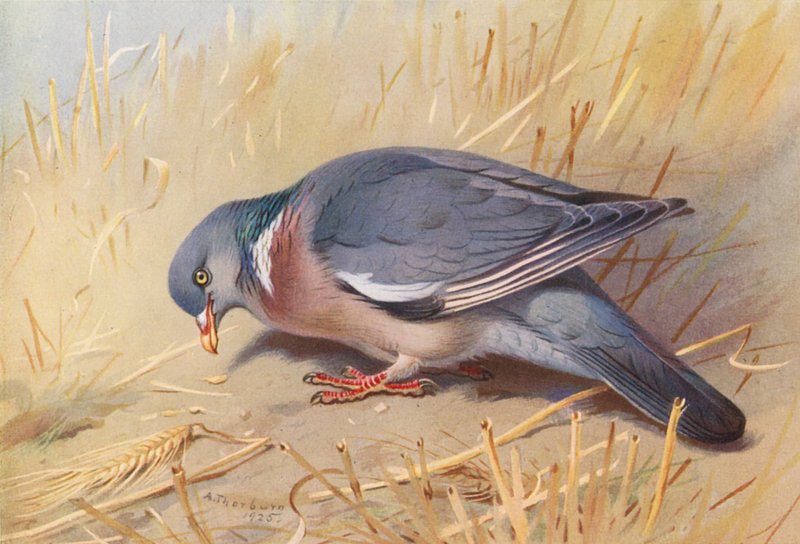 Pombo-torcaz (litografia a cores) de Archibald Thorburn