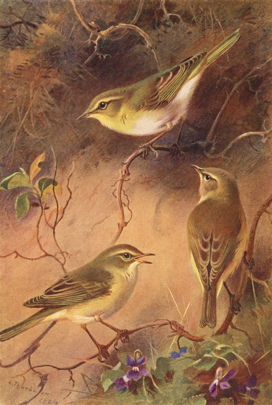 Carriça-da-madeira, Carriça-do-salgueiro, Chiffchaff (litografia a cores) de Archibald Thorburn