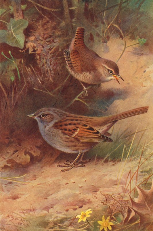 Carriça, pardal (litografia a cores) de Archibald Thorburn