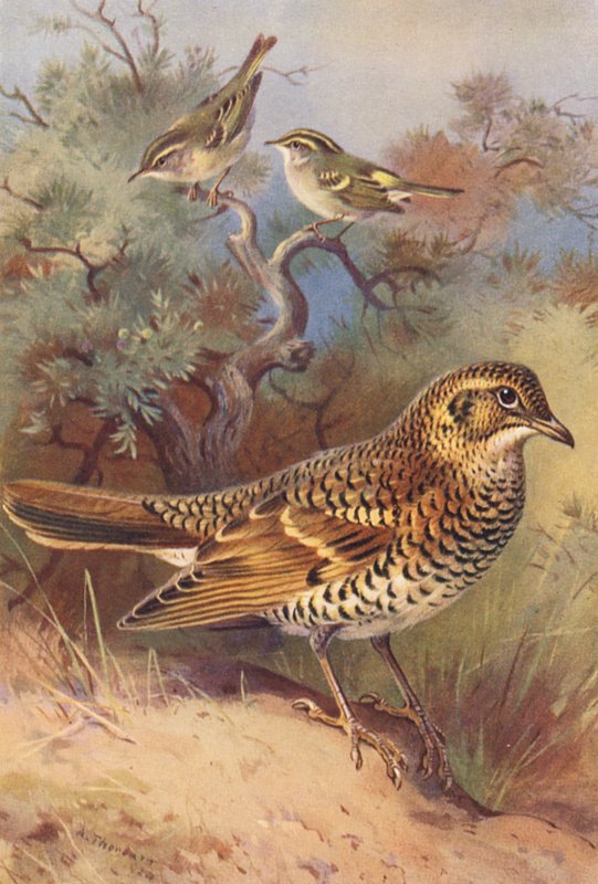 Toutinegra-de-barrete-amarelo, toutinegra-de-barrete, tordo-branco (litografia a cores) de Archibald Thorburn