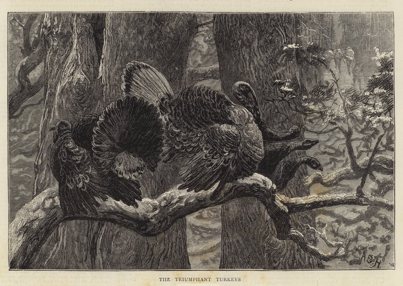 Os perus triunfantes de Arthur Boyd Houghton