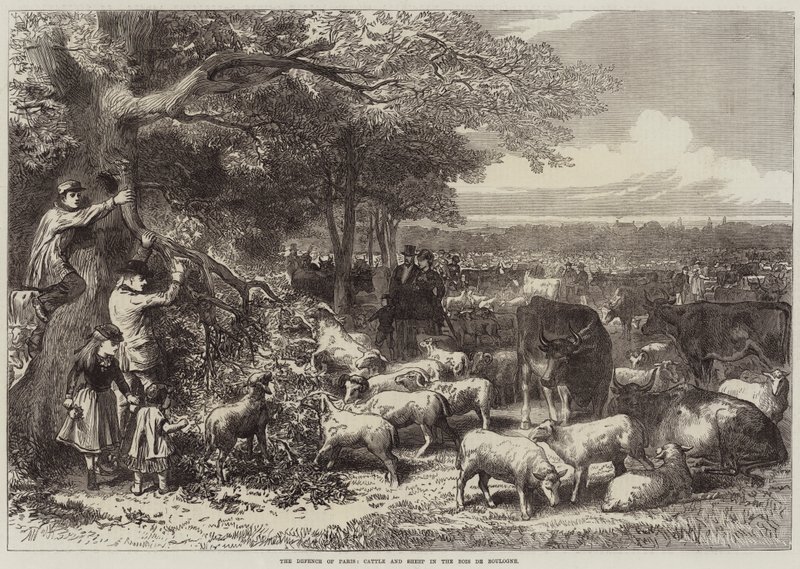 A defesa de Paris, gado e ovelhas no Bois de Boulogne de Arthur Hopkins