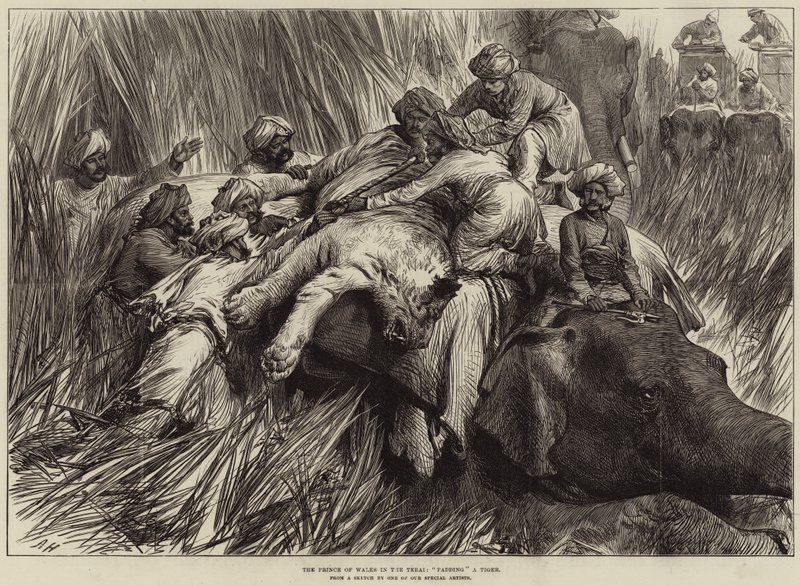 O Príncipe de Gales no Terai, Preenchendo um Tigre de Arthur Hopkins