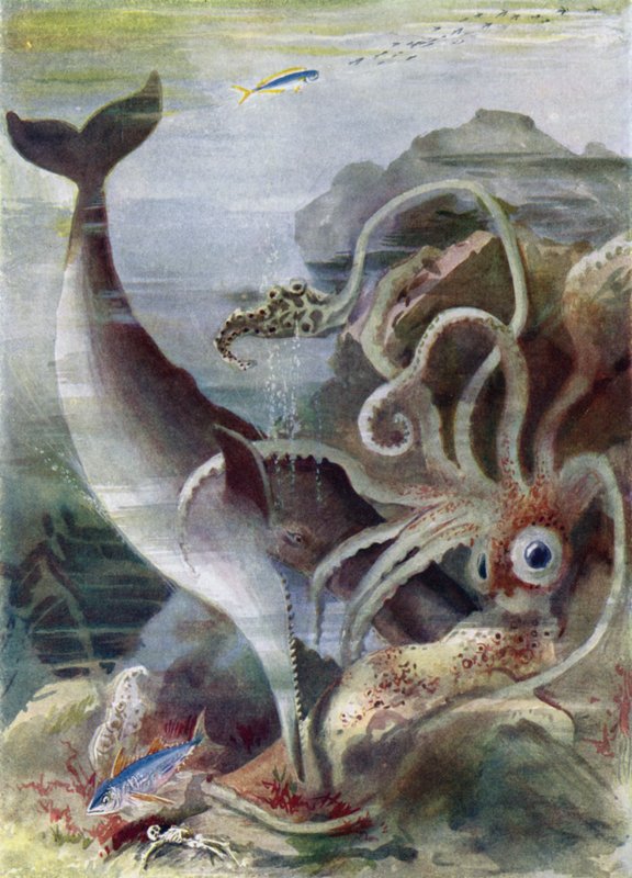 Uma baleia de esperma atacando um lula gigante de Arthur Twidle