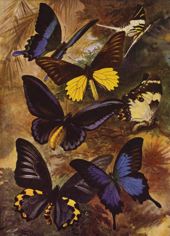 Lindas Borboletas: Borboletas pretas e douradas das Índias Orientais (cor litho) de Arthur Twidle