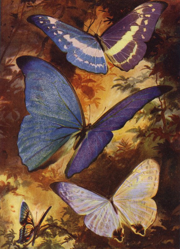 Lindas Borboletas: Brilhantes morphos, etc., da América do Sul (cor litho) de Arthur Twidle