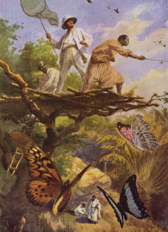 Lindas Borboletas: Apanhar Urania Rhiphoeus em Madagáscar (cor litho) de Arthur Twidle