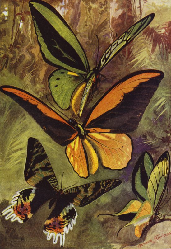Lindas Borboletas: Ornithopteras, ou borboletas de asas de pássaro, e Urania Rhiphoeus (cor litho) de Arthur Twidle