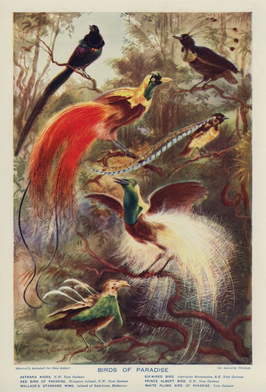 Aves do Paraíso (litografia a cores) de Arthur Twidle