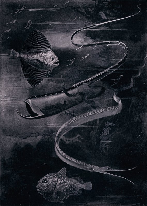 Peixes de águas profundas (litho) de Arthur Twidle
