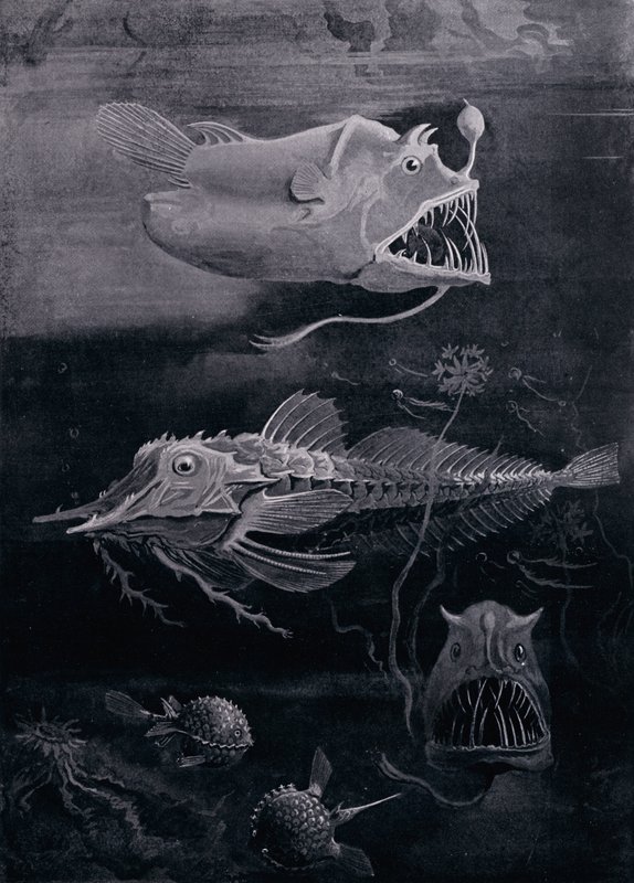 Peixe De Mar Profundo de Arthur Twidle