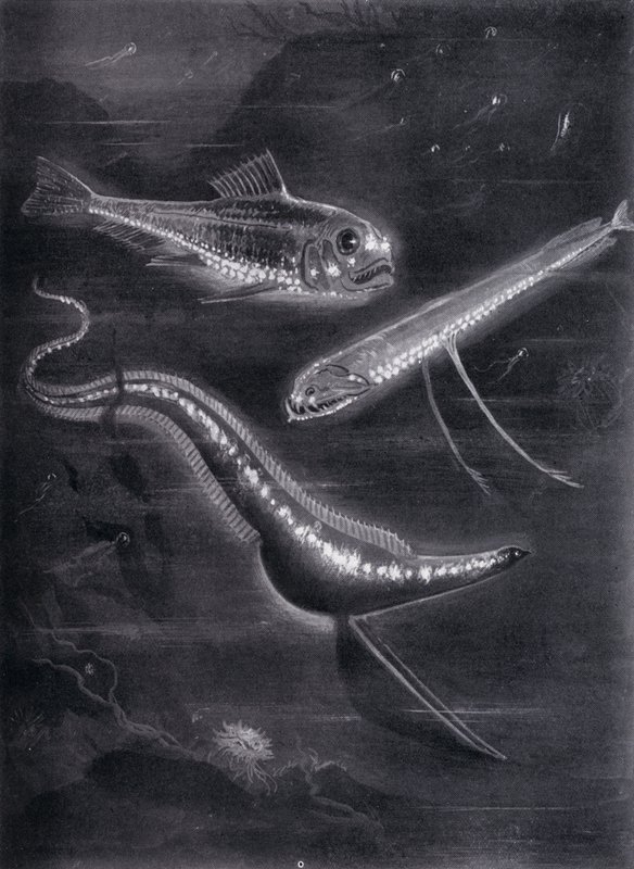 Peixes Auto-Luminantes (litho) de Arthur Twidle