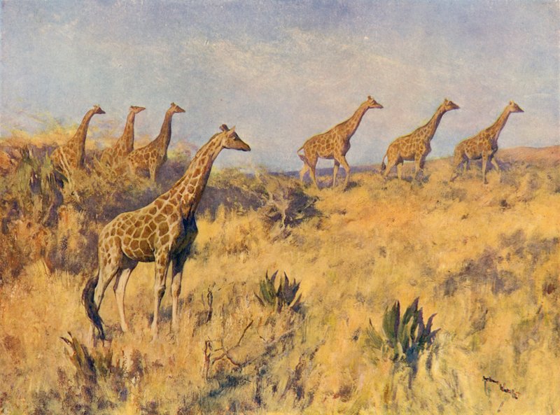 Uma Tropa de Girafas (cor litho) de Arthur Wardle