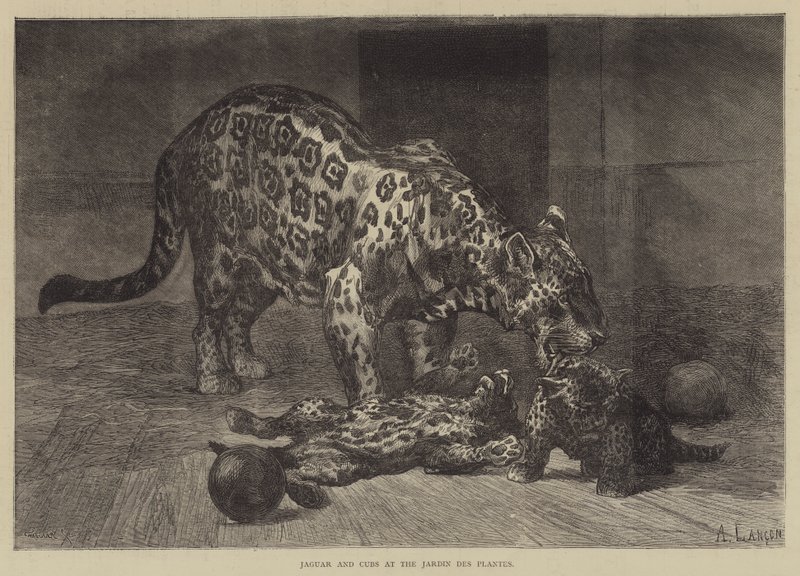 Jaguar e filhotes no Jardin des Plantes de Auguste Andre Lancon
