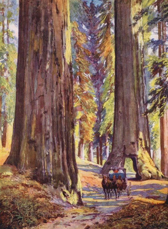 Árvores gigantes na Califórnia, EUA (litografia a cores) de Auguste Gerardin