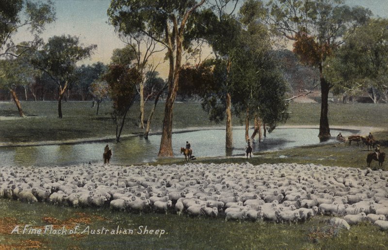 Um belo rebanho de ovelhas australianas de Australian Photographer