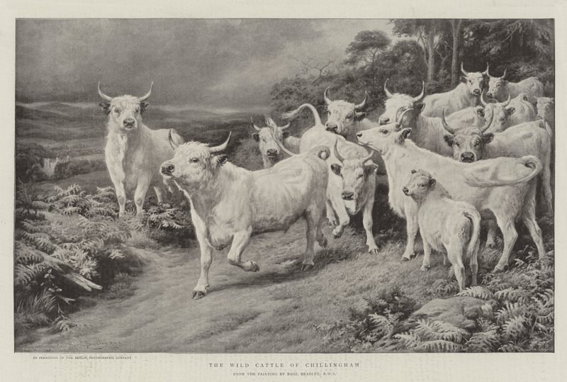 O gado selvagem de Chillingham de Basil Bradley
