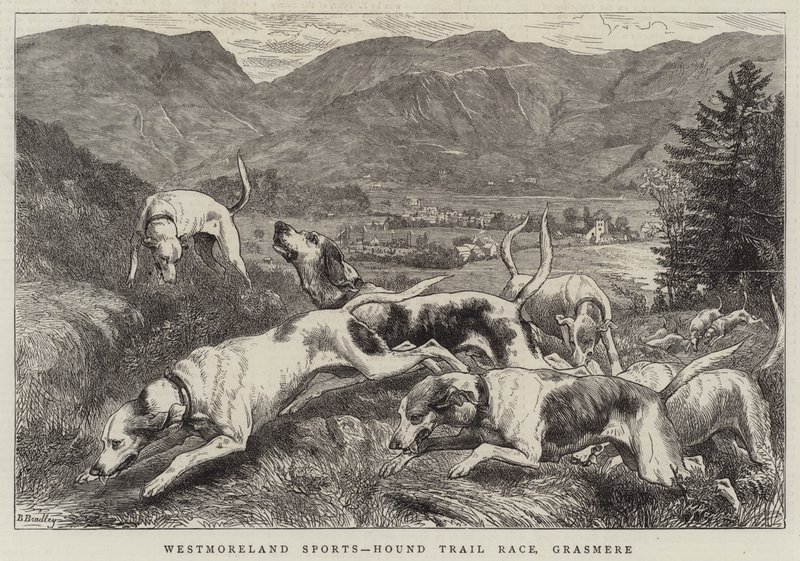 Esportes de Westmoreland, raça experimental do cão de caça, Grasmere de Basil Bradley