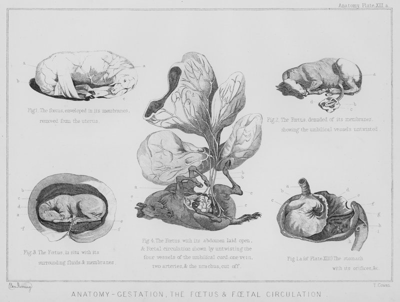 Anatomia, gestação, o feto e circulação fetal (litografia) de Benjamin Herring