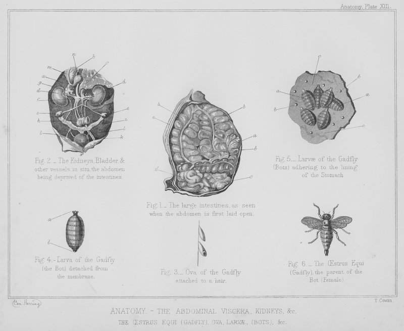 Anatomia, as vísceras abdominais, rins, etc., o cio equi, gadfly, ova, larva, bots, etc. (litho) de Benjamin Herring