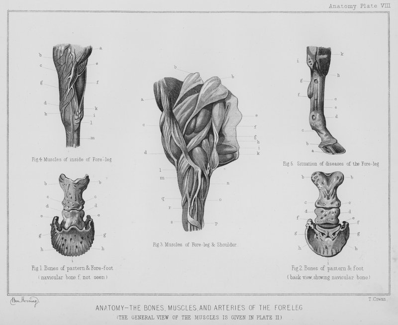 Anatomia, os ossos, músculos e artérias da perna dianteira (litho) de Benjamin Herring