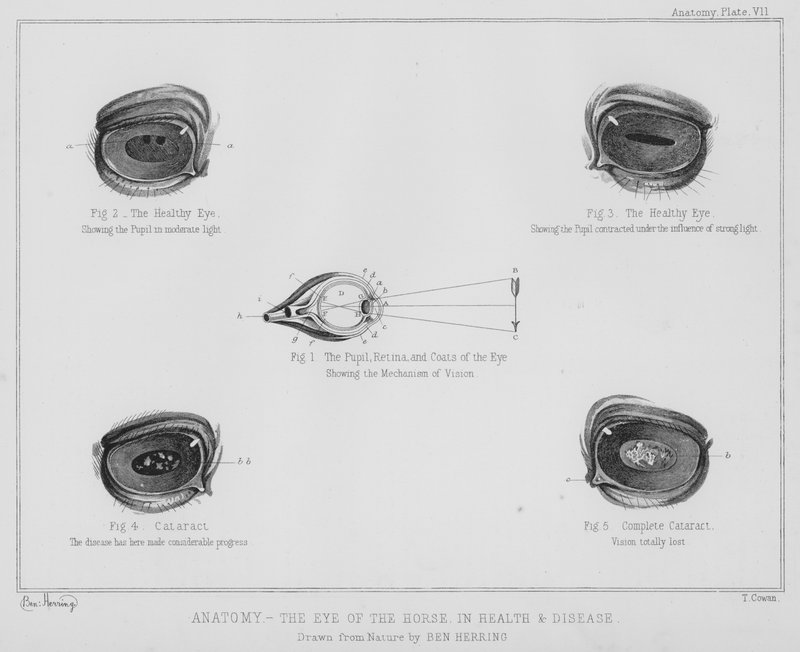 Anatomia, o olho do cavalo, na saúde e na doença (litho) de Benjamin Herring