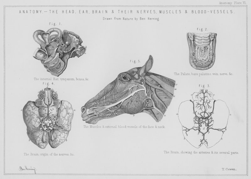Anatomia, a cabeça, ouvido, cérebro e seus nervos, músculos e vasos sanguíneos (litho) de Benjamin Herring