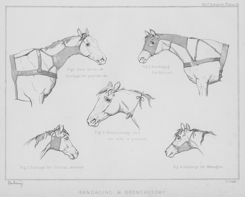 Bandagem e broncotomia (litho) de Benjamin Herring