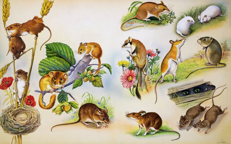 Ratos (guache sobre papel) de Bert Illoss