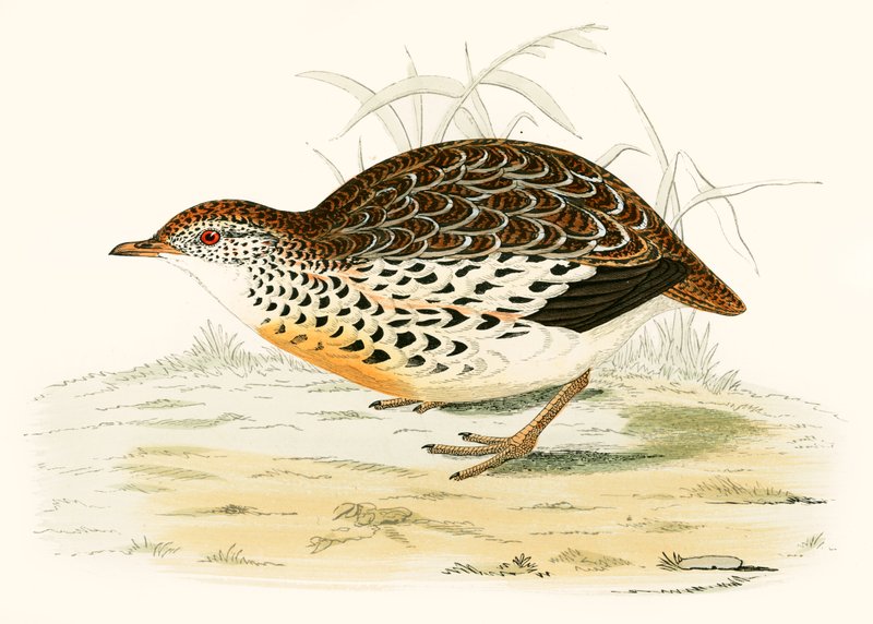 Codornas andaluzas de Beverley R. Morris