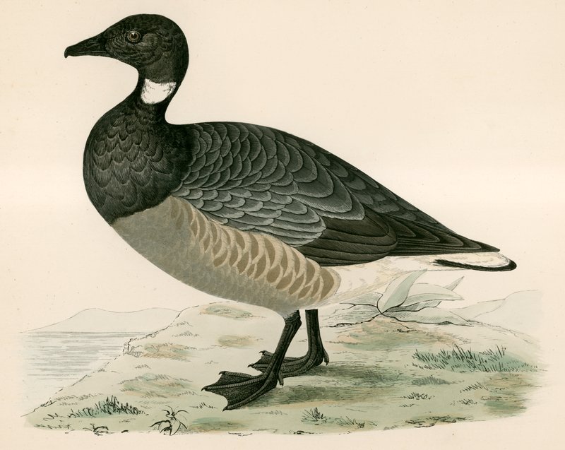 Brent Goose de Beverley R. Morris